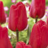 Тюльпан Апельдорн (Tulipa Apeldoorn), 50 шт (разбор 12/14)