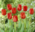 Тюльпан Апельдорн (Tulipa Apeldoorn), 50 шт (разбор 12/14)