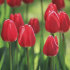 Тюльпан Апельдорн (Tulipa Apeldoorn), 50 шт (разбор 12/14)