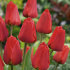Тюльпан Апельдорн (Tulipa Apeldoorn), 50 шт (разбор 12/14)