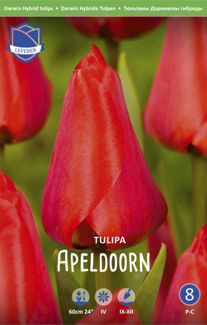 Тюльпан Апельдорн (Tulipa Apeldoorn), 50 шт (разбор 12/14)