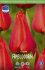 Тюльпан Апельдорн (Tulipa Apeldoorn), 50 шт (разбор 12/14)