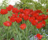 Тюльпан Апельдорн (Tulipa Apeldoorn), 50 шт (разбор 12/14)