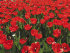 Тюльпан Апельдорн (Tulipa Apeldoorn), 50 шт (разбор 12/14)