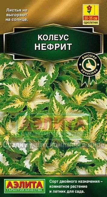 Колеус блюме Нефрит, 10 шт семян