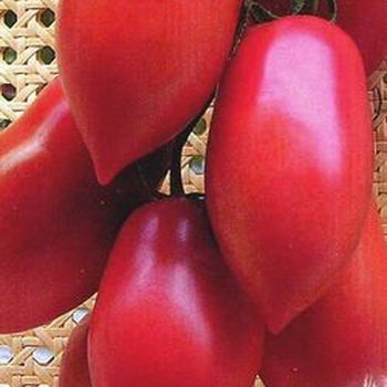 Томат Капия Отзывы Фото Урожайность