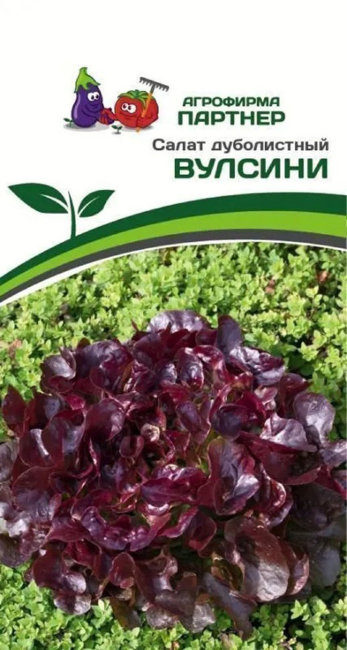 Салат дуболистный Вулсини, 15 шт семян