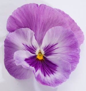 Виола крупноцветковая Пауэр Лавендер Шейдес (100 шт)
