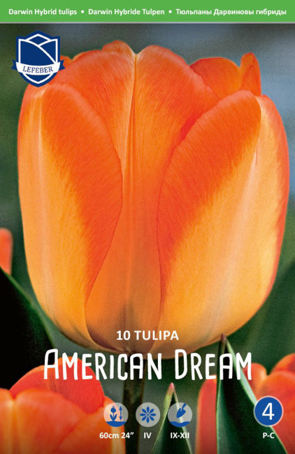 Тюльпан Американ Дрим (Tulipa American Dream), 10 шт (разбор 12/14)