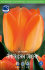 Тюльпан Американ Дрим (Tulipa American Dream), 10 шт (разбор 12/14)