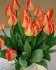Тюльпан Американ Дрим (Tulipa American Dream), 10 шт (разбор 12/14)