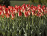 Тюльпан Американ Дрим (Tulipa American Dream), 10 шт (разбор 12/14)