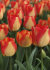 Тюльпан Американ Дрим (Tulipa American Dream), 10 шт (разбор 12/14)