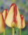 Тюльпан Американ Дрим (Tulipa American Dream), 10 шт (разбор 12/14)