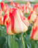 Тюльпан Американ Дрим (Tulipa American Dream), 10 шт (разбор 12/14)