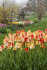 Тюльпан Американ Дрим (Tulipa American Dream), 10 шт (разбор 12/14)