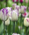 Тюльпан Ширли (Tulipa Shirley), 10 шт (разбор 12/14)