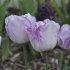 Тюльпан Ширли (Tulipa Shirley), 10 шт (разбор 12/14)