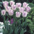 Тюльпан Ширли (Tulipa Shirley), 10 шт (разбор 12/14)