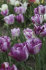 Тюльпан Ширли (Tulipa Shirley), 10 шт (разбор 12/14)