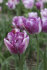 Тюльпан Ширли (Tulipa Shirley), 10 шт (разбор 12/14)