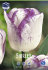 Тюльпан Ширли (Tulipa Shirley), 10 шт (разбор 12/14)