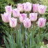 Тюльпан Ширли (Tulipa Shirley), 10 шт (разбор 12/14)