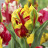 Тюльпан Техас Флейм (Tulipa Texas Flame), 10 шт (разбор 11/12)