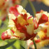 Тюльпан Техас Флейм (Tulipa Texas Flame), 10 шт (разбор 11/12)