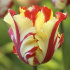 Тюльпан Техас Флейм (Tulipa Texas Flame), 10 шт (разбор 11/12)
