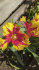 Тюльпан Техас Флейм (Tulipa Texas Flame), 10 шт (разбор 11/12)