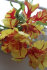 Тюльпан Техас Флейм (Tulipa Texas Flame), 10 шт (разбор 11/12)