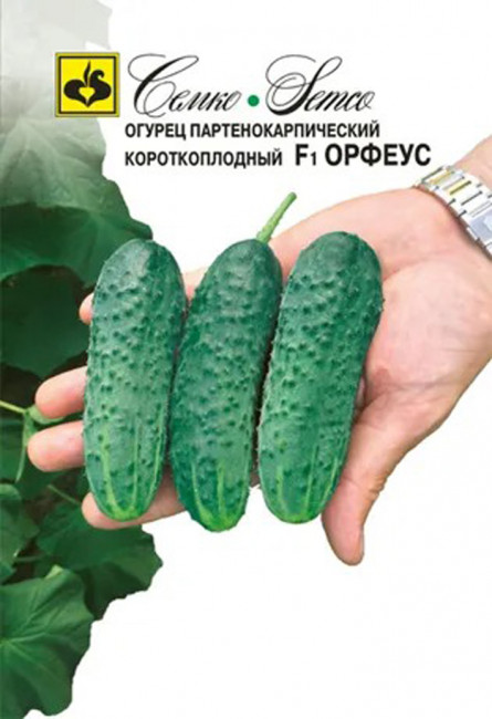 Огурец Орфеус F1, 10 шт семян