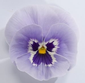 Виола крупноцветковая Пауэр Марина (100 шт)