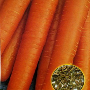 Морковь Осенний король (лента 8 м)