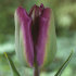 Тюльпан Найт Райдер (Tulipa Night Rider), 10 шт  (разбор 12/14)