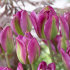 Тюльпан Найт Райдер (Tulipa Night Rider), 10 шт  (разбор 12/14)
