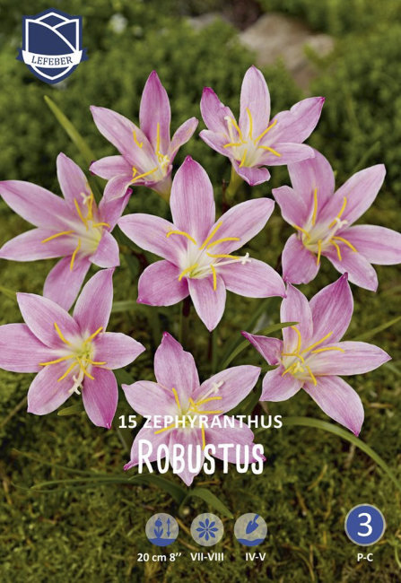 Зефирантус Робуста (Zephyranthus robustus), 15 шт