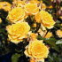 Роза Йеллоу Клементина (Yellow Clementine)