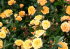 Роза Йеллоу Клементина (Yellow Clementine)