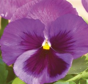 Виола крупноцветковая Пауэр Оушен (100 шт)