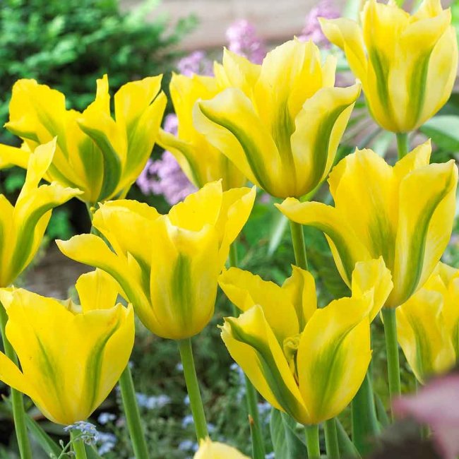 Тюльпан Йеллоу Спринг Грин (Yellow Springgreen), 10 шт