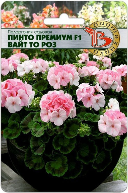 Пеларгония садовая Пинто Премиум F1 Вайт то Роз, 5 шт семян